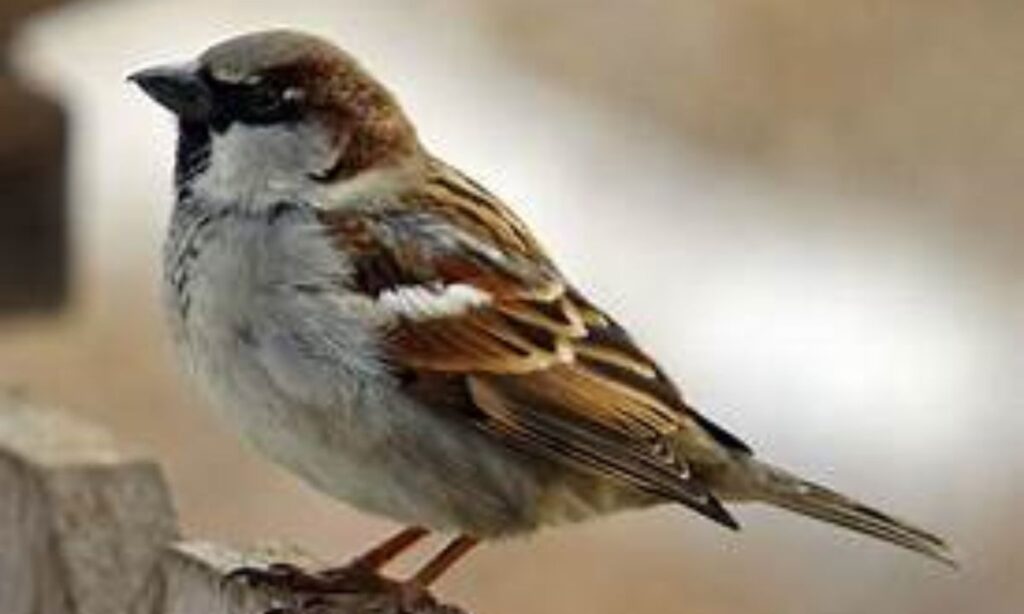 Small Bird (Sparrow)