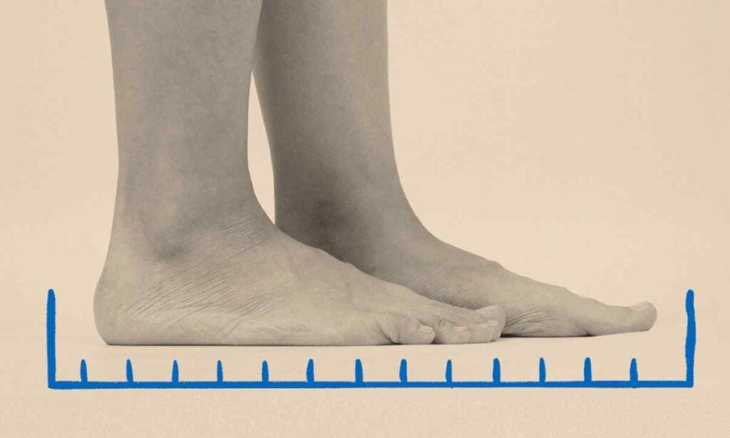 Adult Foot (Average)