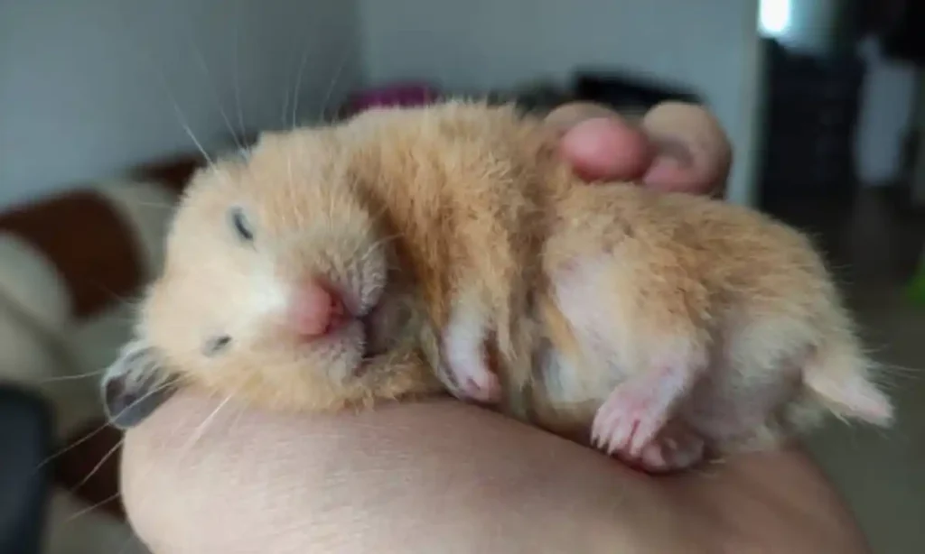 Adult Hamster