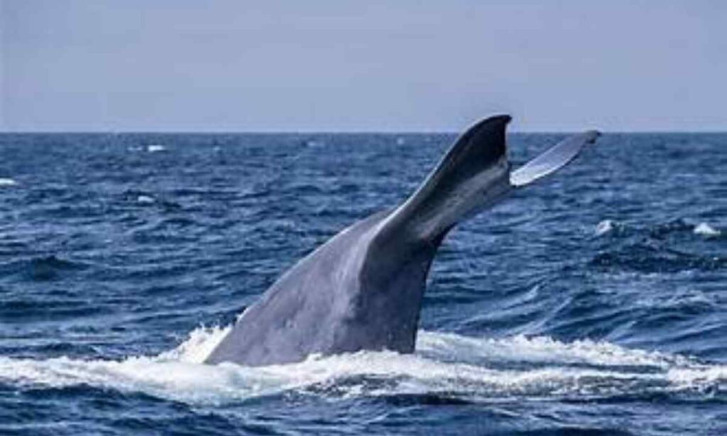 Blue Whale (Adult)
