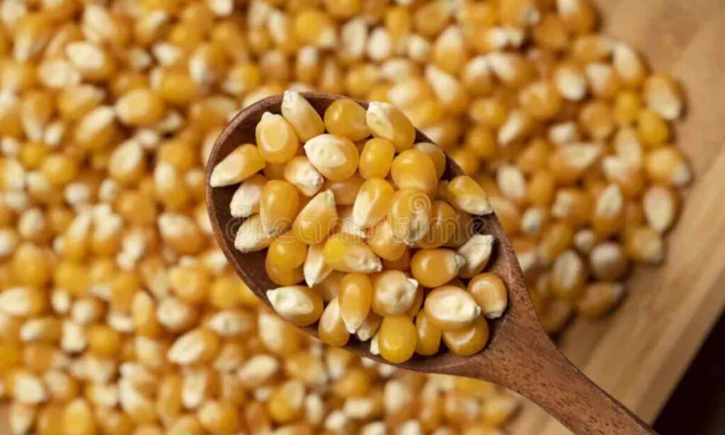 Corn Kernel (Dried)