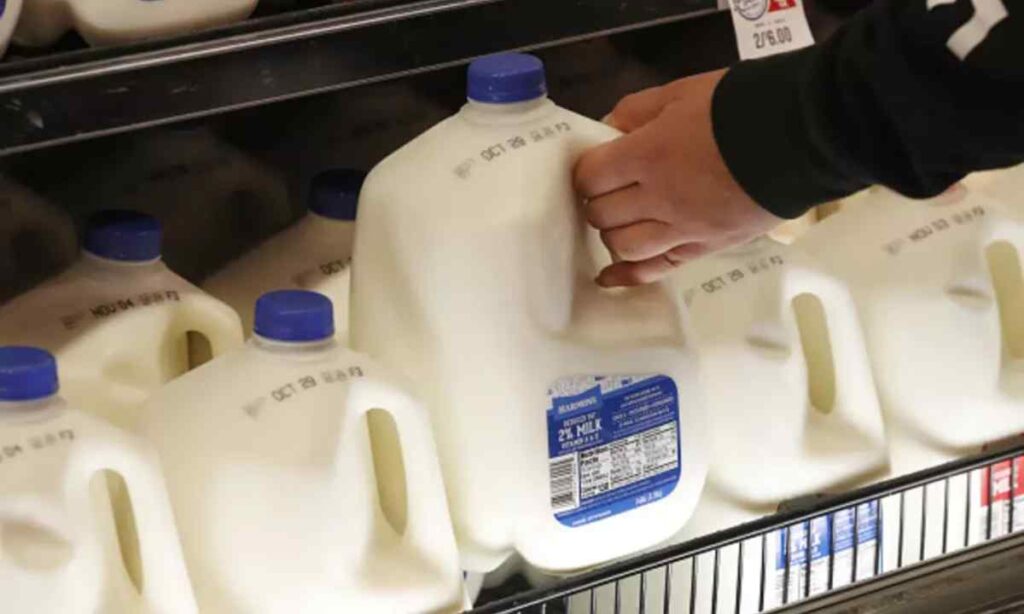 Full Gallon of Milk (Plus Jug)