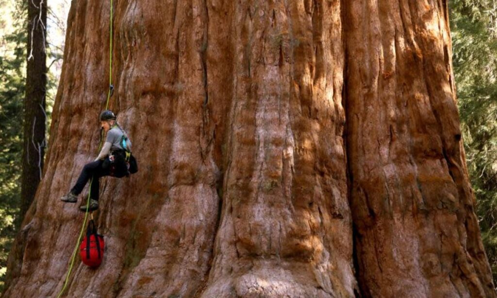 Giant Sequoia Tree (Tallest Known)