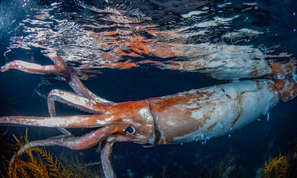 Giant Squid (Full Body Length)