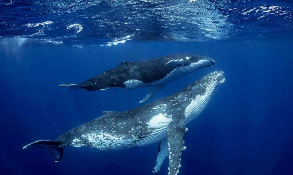 Humpback Whale