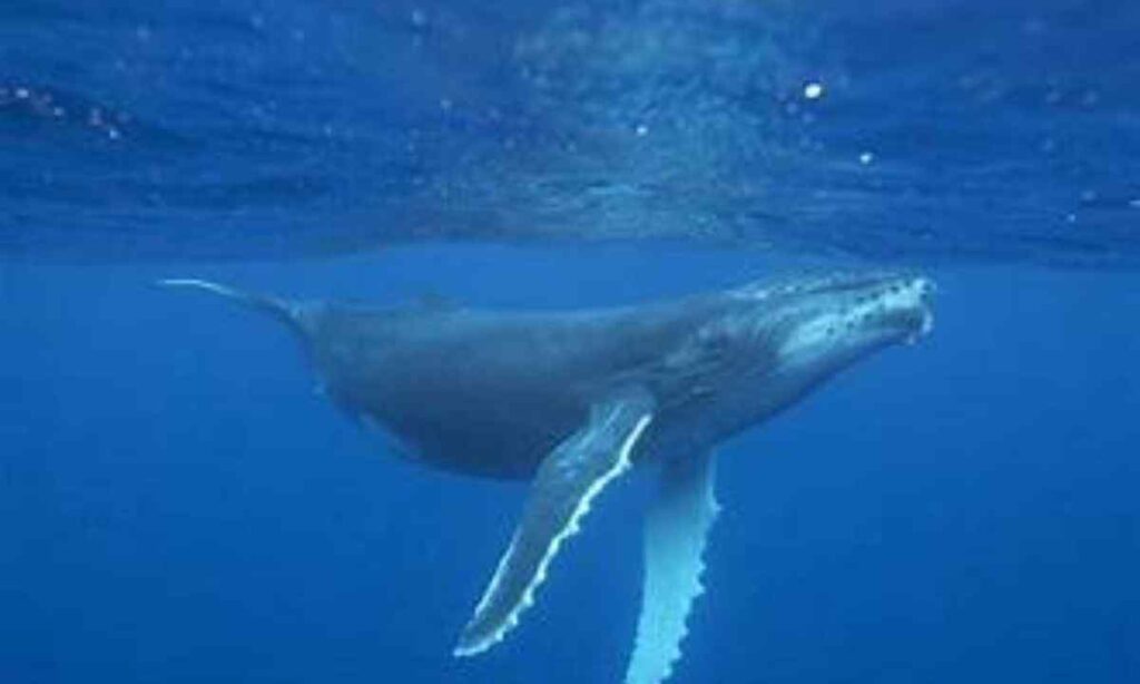 Humpback Whale (Adult)