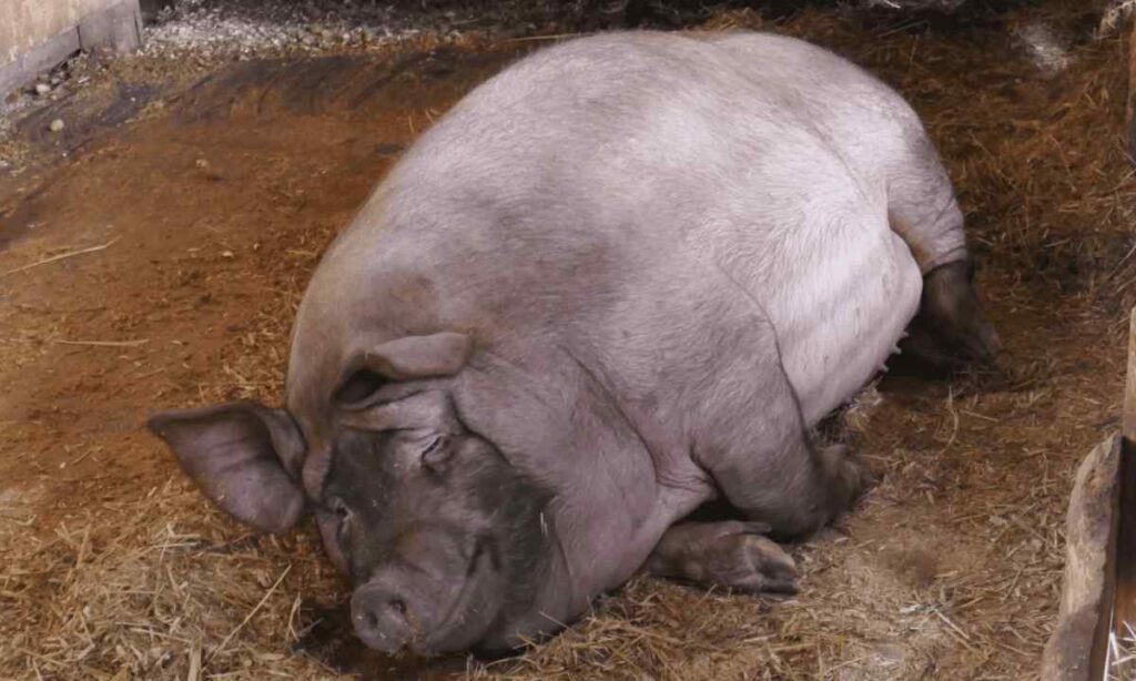 Large Adult Pig