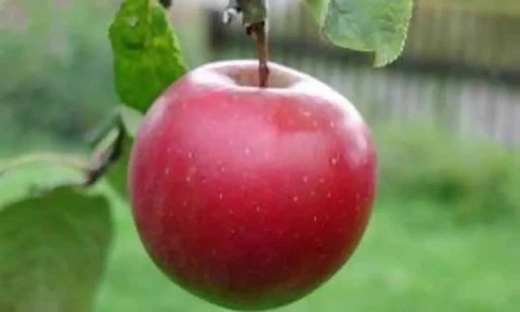 Large Apple