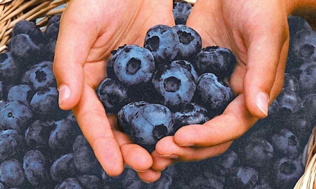 Large Blueberry