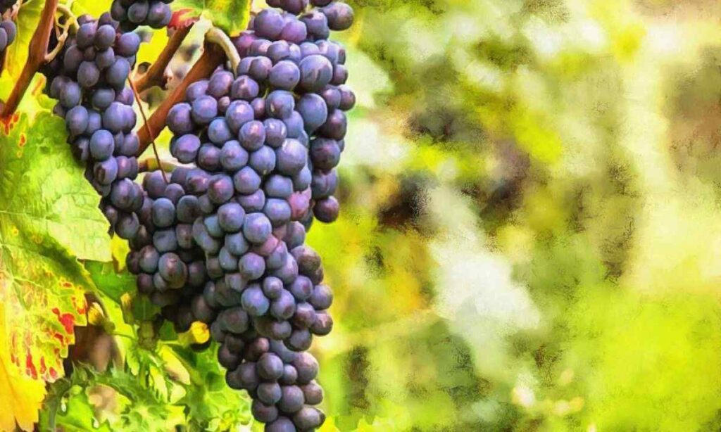 Large Grape