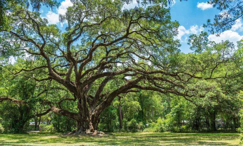 Large Oak Tree (Mature Height)