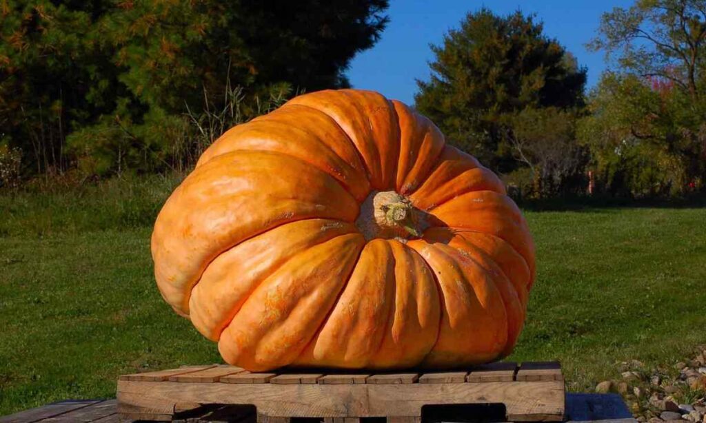 Large Pumpkin