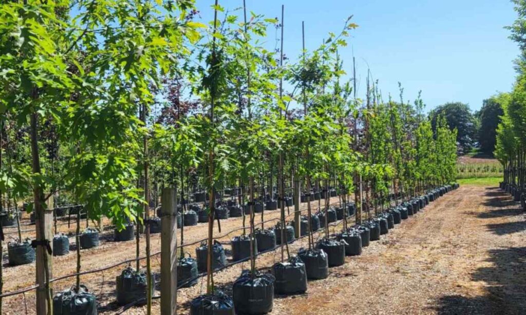 Mature Tree Height (Small)