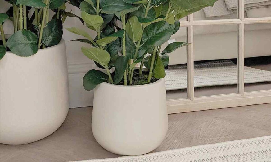 Medium Potted Plant