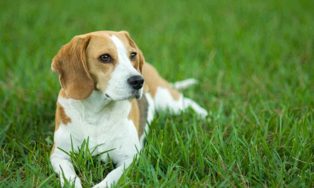 Medium-Sized Dog