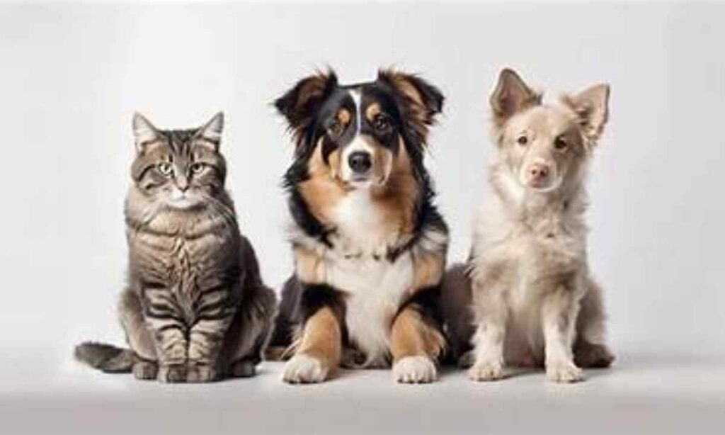 Small Dog or Cat