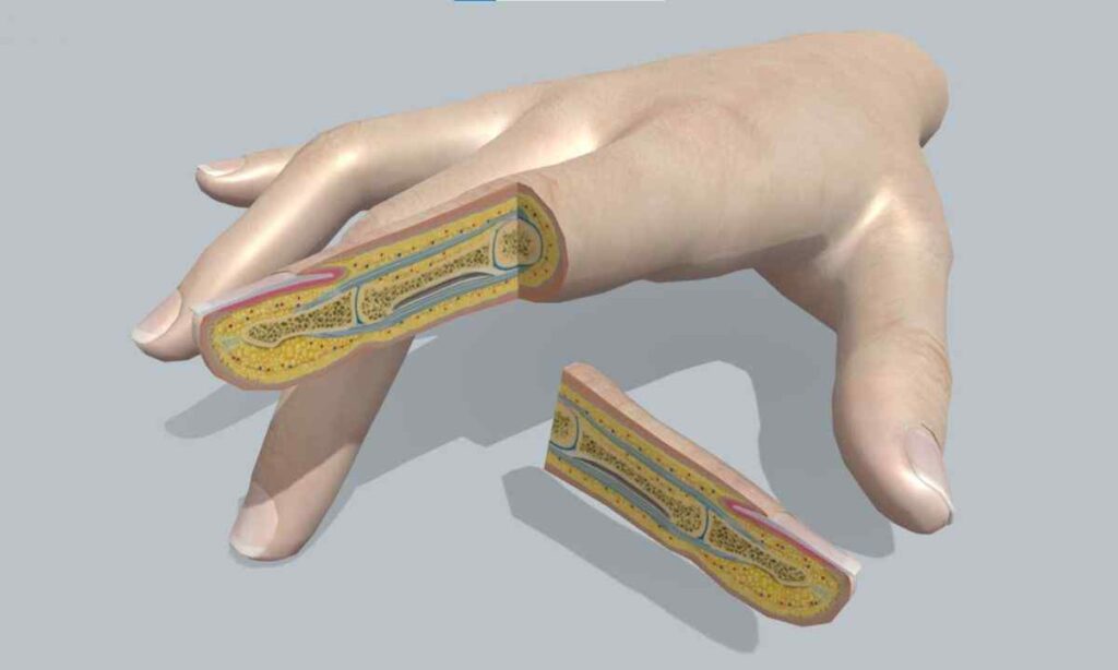 Top Section of Index Finger