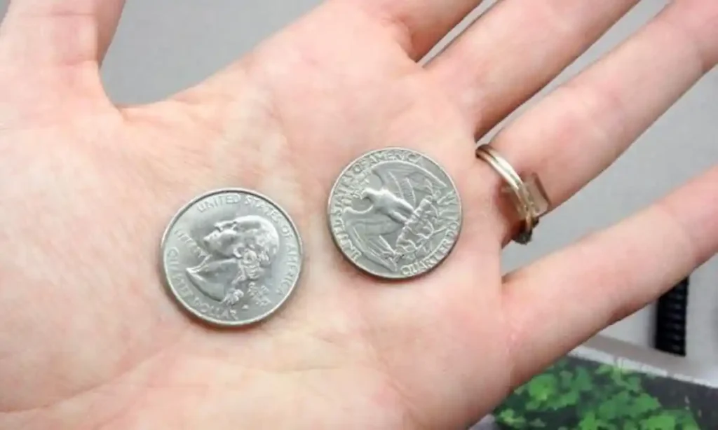 US Quarter Diameter