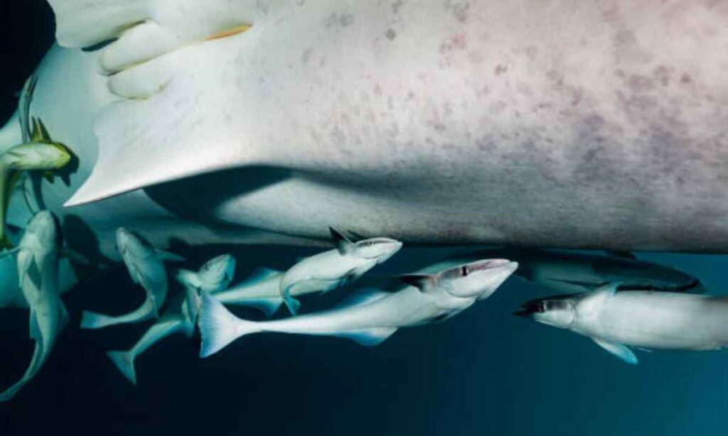 Whale Shark (Large Specimens)