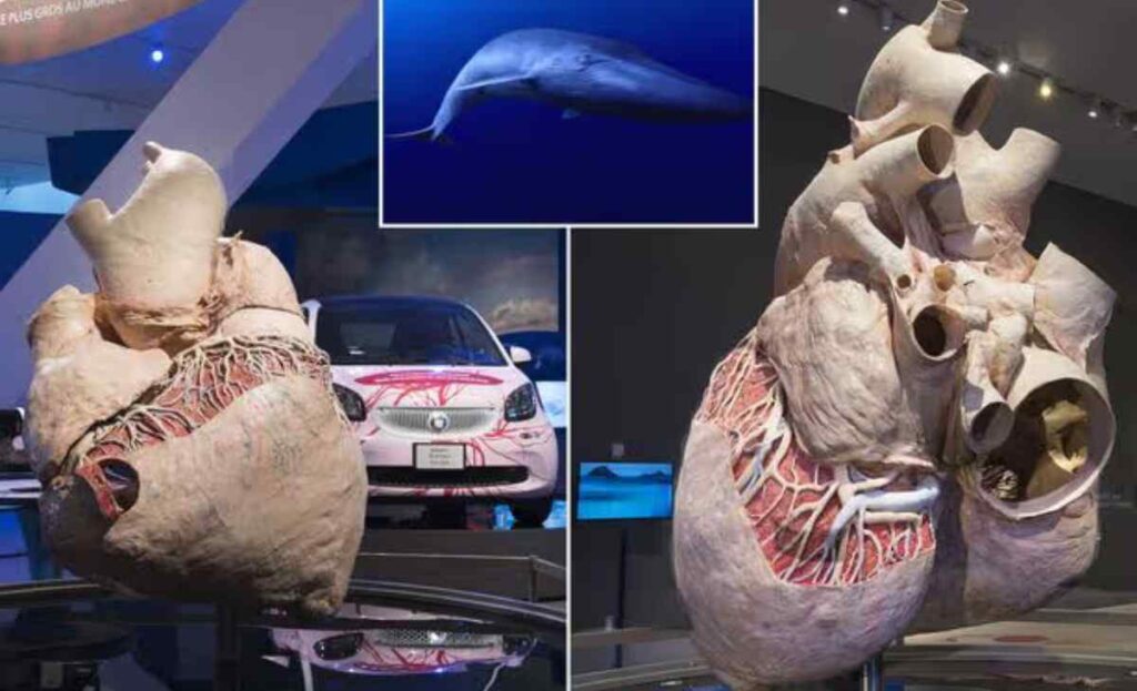 20x The Heart of a Blue Whale