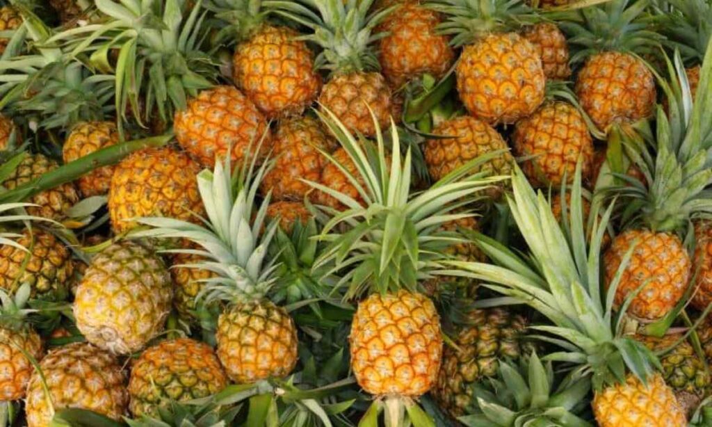 A Bag of 20 Pineapples