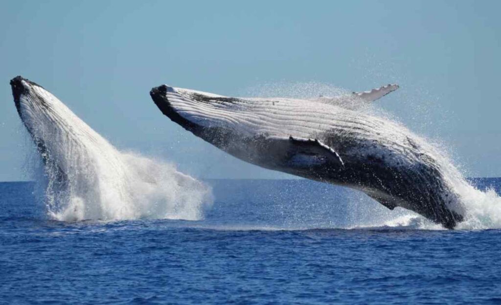 A Blue Whale