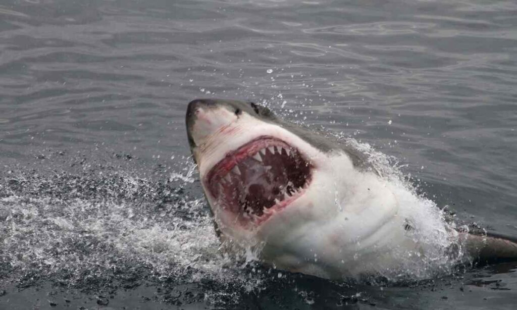 A Great White Shark