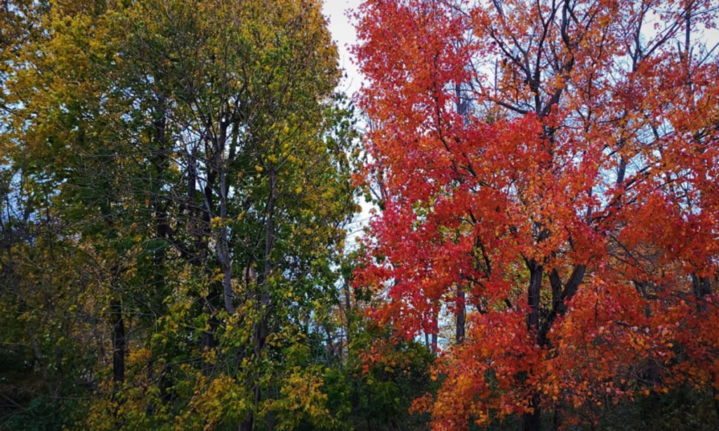 A Red Maple and English Oak