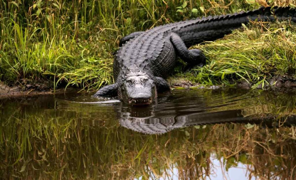 Alligators