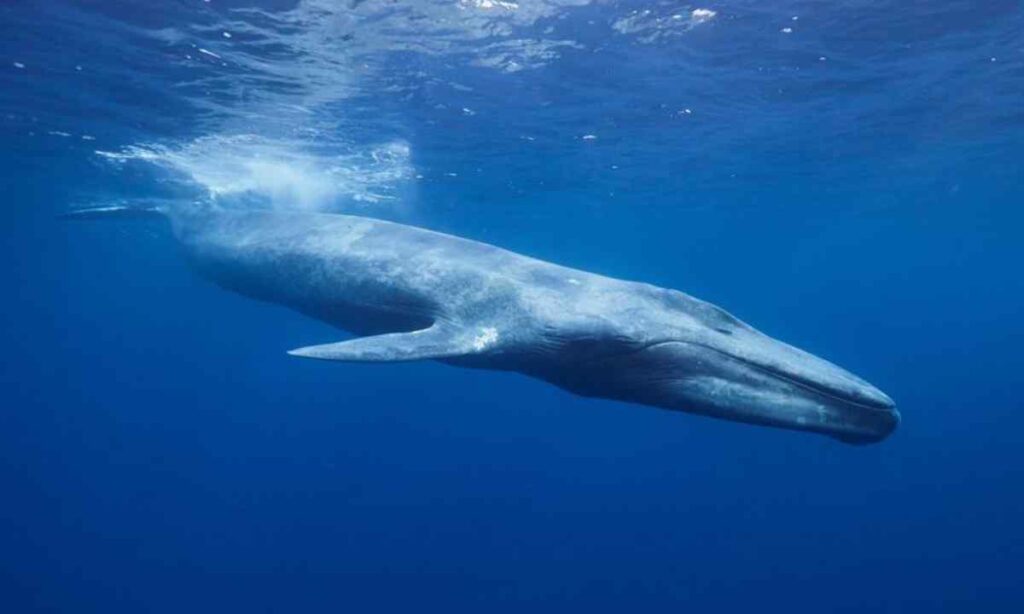 Blue Whales In A Line