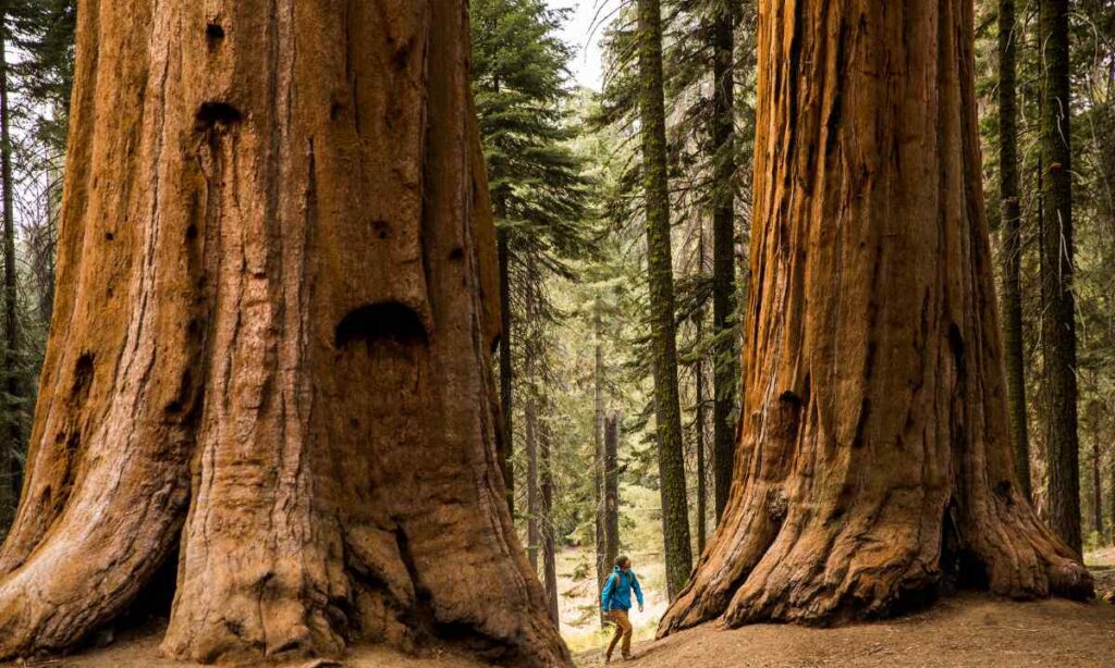 Giant Sequoia Trees