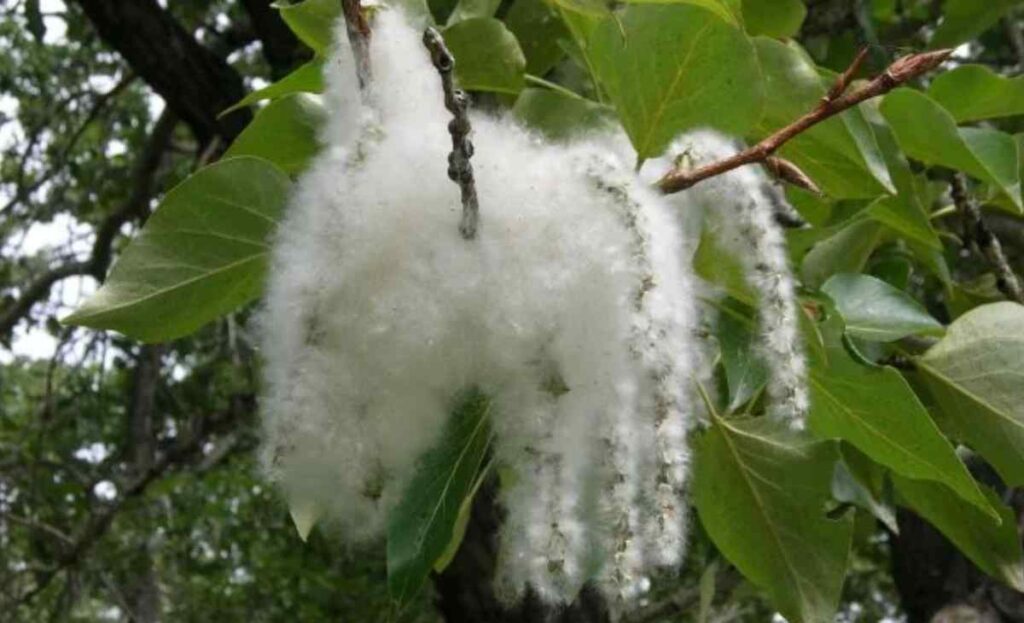 The Eastern Cottonwood Tree