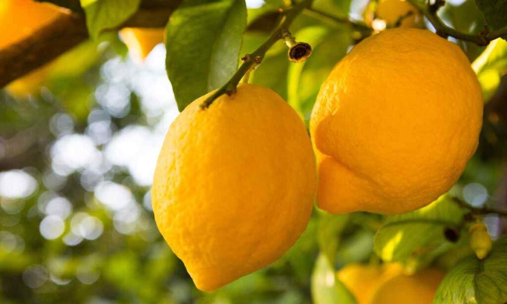 A Large Lemon