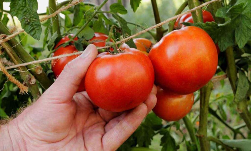 A Medium-Large Tomato