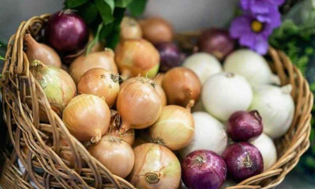 A Medium Onion